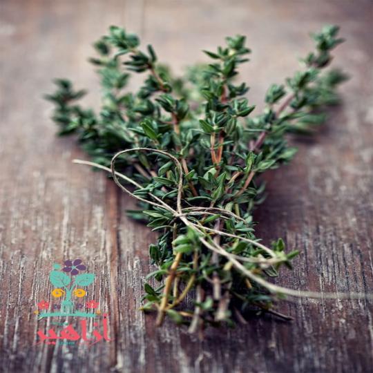 زعتر أزاهير